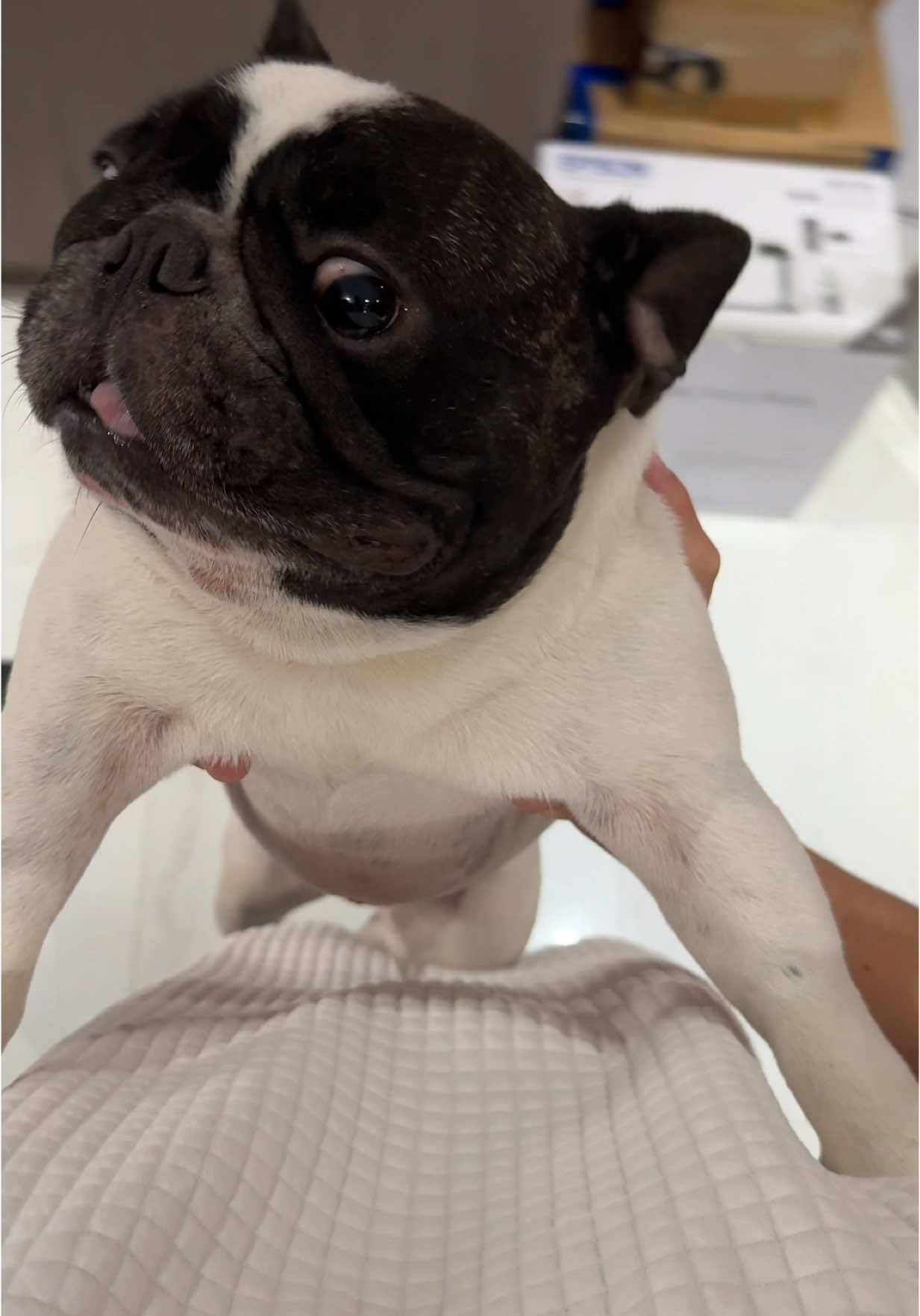 A post by @rayvercruz on TikTok caption: All over my fyp 😂 sorry chou 🐶