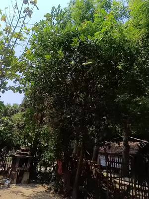 A post by @salkhantnyinyi on TikTok caption: တောသားလေးပါ ရွာလေးကိုလိုက်ပြပါ့မယ်ဗျ#ရွာကိုဖိတ်ခေါ်ပါတယ်ဗျ #tiktokmyanmar #😍😍😍 