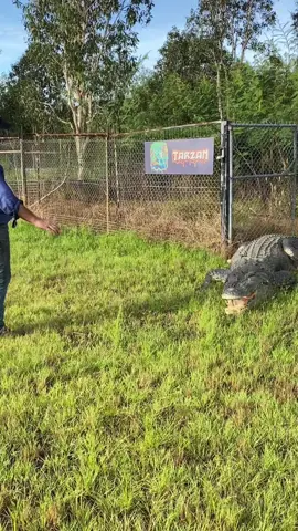A post by @mattwrightau on TikTok caption: A little bit like myself, do anything for a bit of Tucker  If you’re in Australia and you come to the Northern Territory, come and see some of these massive saltwater crocodiles out at top end Safari camp 