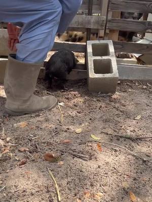 A post by @xwallstreetdonx on TikTok caption: Porkbutt Every 2 business days 🐖#pig #piggy #country #farmlife #animals #fypage #foryoupage #fyp 