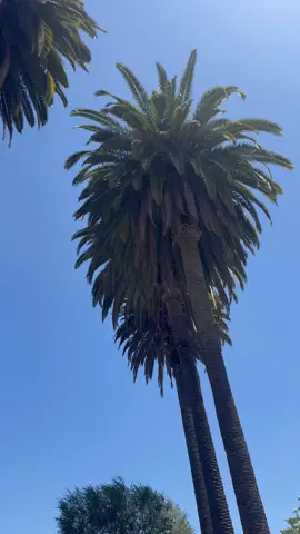 A post by @ladyefron on TikTok caption: The T in T-Mobile actually stands for treat yourself! Make sure to get your free monthly @Slurpee from @7-ELEVEn on @T-Mobile Tuesdays! #TMobilePartner