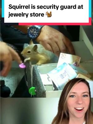 A post by @thatgoodnewsgirl on TikTok caption: This squirrel never applied for the security squirrel position, and this jewelry store never hired him. Still, he fulfilled the job duties perfectly. Memocan (“Memo” for short) was rescued along with his baby squirrel siblings after they unfortunately lost their mother. Mehmet, who owns a jewelry store and lives on a small farm, took them in to nurse them back to health before releasing them into the wild. Because of a paw injury, Memo the squirrel had to stay a little longer, so every day became “Bring Your Squirrel to Work Day.” Memo is now retired from the security squirrel position. 📸 : WKYC #squirrel #squirreleating #squirrelbabyrescue #squirrelrescue #babysquirrel #securitysquirrel #squirrelswithjobs