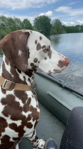 A post by @julien_josselin_scale on TikTok caption: Quand ton chien est plus attentif que toi pour observer la moindre touche 😅😂#carpfishinglife #carpfish #fishing #carpe #peche #poisson #fish #angler #pecheur #pechecarpe #carprun #karp #lake #bigfish #lakefishing #summer #storm #naturevibes #nature #france #foryou #chien #dalmatien 