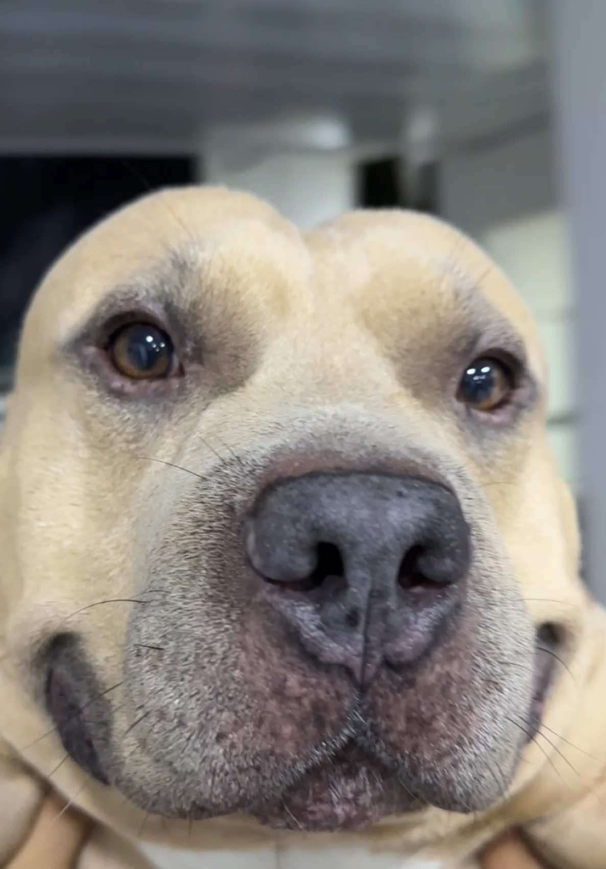 A post by @vikingo606 on TikTok caption: Te voy a ser sincero Baki 🗣️🐶#vikingo606 