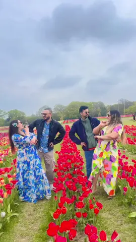 A post by @bmlabb01 on TikTok caption: Phool ko Dali Dali ma ta garnai paryo tulip farm page pachi 😜@Deep #kikaso @Kanchhi Chhori @Sushil Aryal #mayalus🤍 #tulleytulip #tulips #blossoms #nepali #phoolkodali #dhirenshakya #melinamanandhar #nepaligeet #ramailo #din #