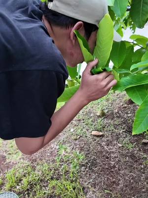 A post by @initehsalehcurik_ on TikTok caption: Ni ngapain ngumpet di dedaunan #sarikers #fyp 
