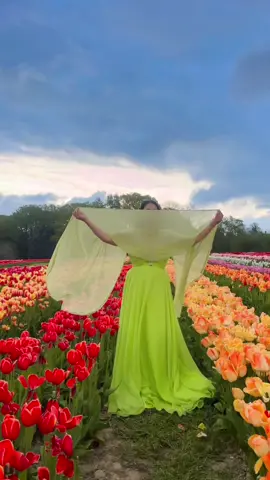A post by @bmlabb01 on TikTok caption: "A splash of color, a moment of joy." Tulip dreams and sunny beams.Falling for tulip season 🌷 💐 @tiktok @Songshindi @tiktokindiatrending #ranimukherjee #bollywoodsong @#sarkijosarsewodheeredheere #terichunariya #dillegayi  #phool #tulip #ranimukherjee #mustdo#bucketlist #tulipfield  #hellobrother 