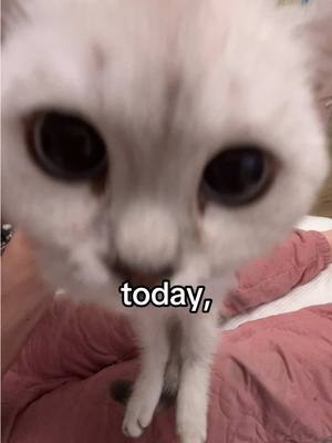 A post by @sunkittencats on TikTok caption: she’s making biscuits still #fyppppppppppppppppppppppp #kitten #catsoftiktok #doobscoobgoob #fypシ゚viral 