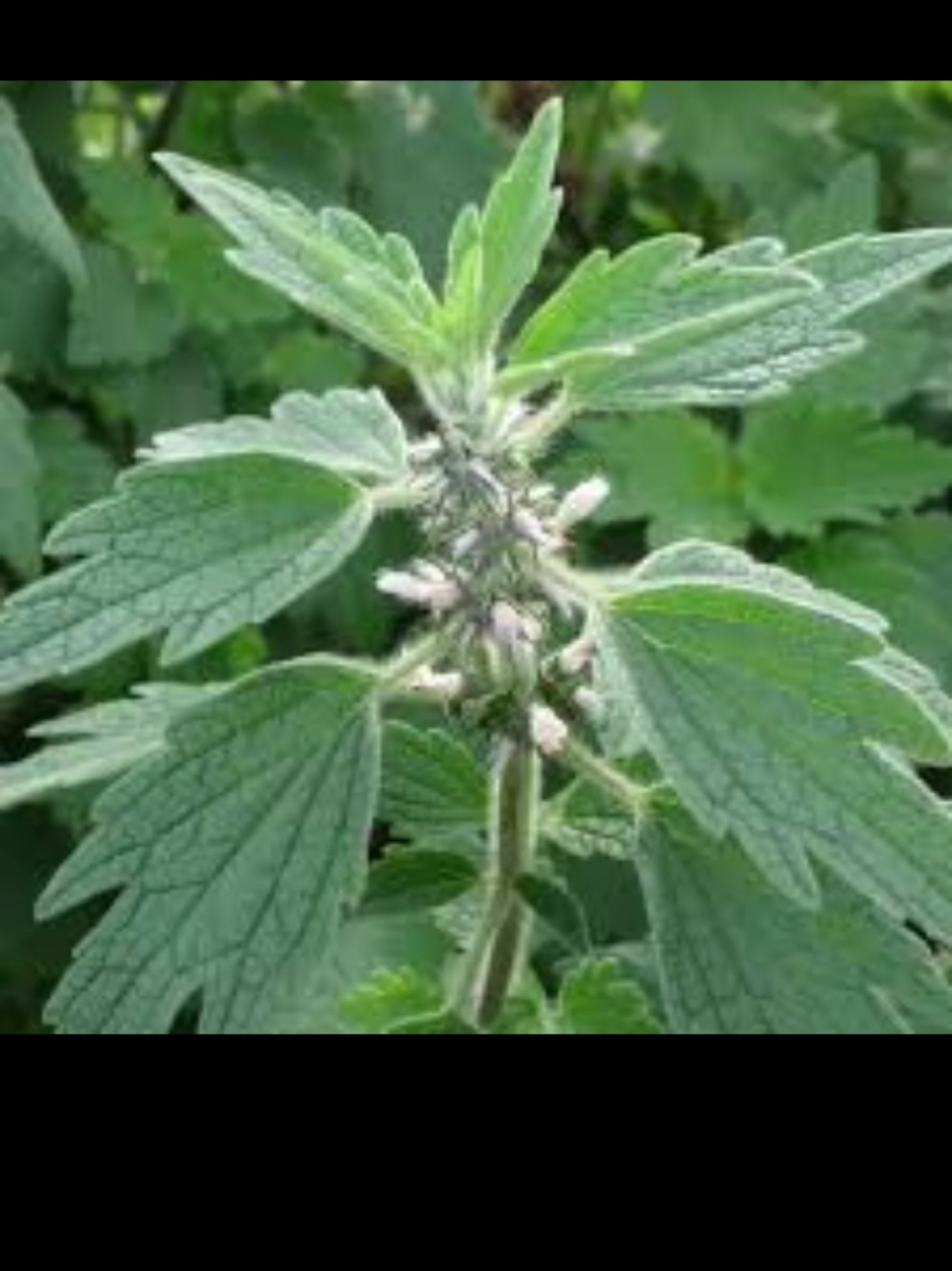 A post by @naturescrossing on TikTok caption: Herb of the week Motherwort #naturescrossing #herbswithtammy  #herbs #tea #natureismymedicine #teawithtammy #doyourresearch #naturalhealing #maketeawithme #herboftheweek #herboftheweekwithtammy #herboftheweekmotherwort 