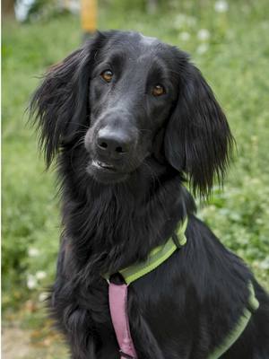 A post by @doggodaiily on TikTok caption: Albus e Frida ❤️🥰 , #caniditorino #flatcoatedretriever 