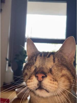 A post by @blind_cat_dmitri on TikTok caption: Meow? 🥺🩷🌻🐈 #blindcat #cute 