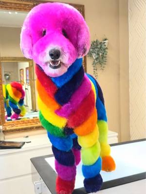 A post by @gabrielfeitosagrooming on TikTok caption: Edea is a living rainbow 🌈 @Logan #cutedogs #standardpoodle