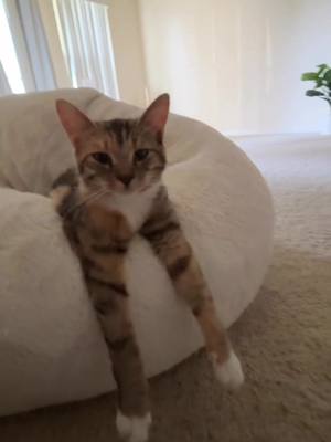 A post by @ehcico on TikTok caption: don't worry i got her moco #cat #fyp 