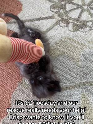 A post by @ragstorichesanimalrescu on TikTok caption: Please help! #fyp #foryou #foryoupage #rescue #rescuekitten #kitten #kittens #follow #followus #rescuecat #rescuekittenoftiktok #wisp #kittenlove #staystinky 