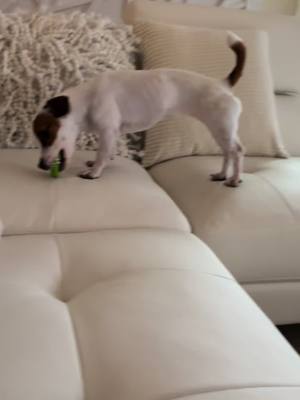 A post by @melissaksims on TikTok caption: #jrt #fypシ゚viral #puddinjack #jackrussell #lovergirl #jackrussellsoftiktok #playingallday 