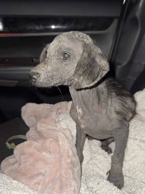 A post by @ragstorichesanimalrescu on TikTok caption: Everyone meet Umbreon 🌙  #puppy #puppylove #puppylover #puppies #puppiesofinstagram #pup #dog #dogsofinstagram #doglifestyle #cute #wisp #wispy #adorable #follow #followus #insta #instagram #staystinky 