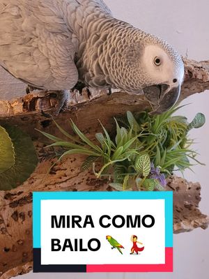 A post by @lora_prodigio on TikTok caption: Lora me llama varias veces para jugar al escondite y luego me dice que la mire para ver como baila! Ella misma asegura que baila genial 😂🦜💃 Donde se ha visto una lorita tan divertida e inteligente🦜💕 #lora #loraprodigio #miracomobailo #mirame #animalesgraciosos #lorosdetiktok #lorosquehablan #mascotas 