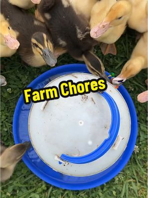 A post by @2guysandsomeland on TikTok caption: Just sayin, I’ve never been wrong about a 🐓 before 💅🏼 #foryou #chickens #ducks #chores #fypシ #farmchores 