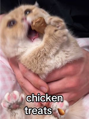 A post by @sunkittencats on TikTok caption: shoutout to @Some_Guy for inspiring this one 😊 #fyppppppppppppppppppppppp #kitten #catsoftiktok #doobscoobgoob #fypシ゚viral 