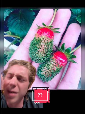 A post by @feitjedagelijks on TikTok caption: #fvdd #feitje