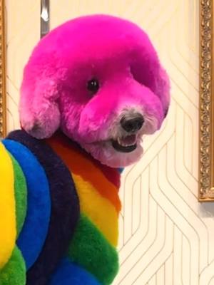 A post by @gabrielfeitosagrooming on TikTok caption: I love her new look! For more info on the process check out my previous video! 