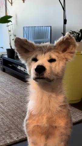 A post by @naokisugarboo on TikTok caption: Mr. #naoki 🫶🏼