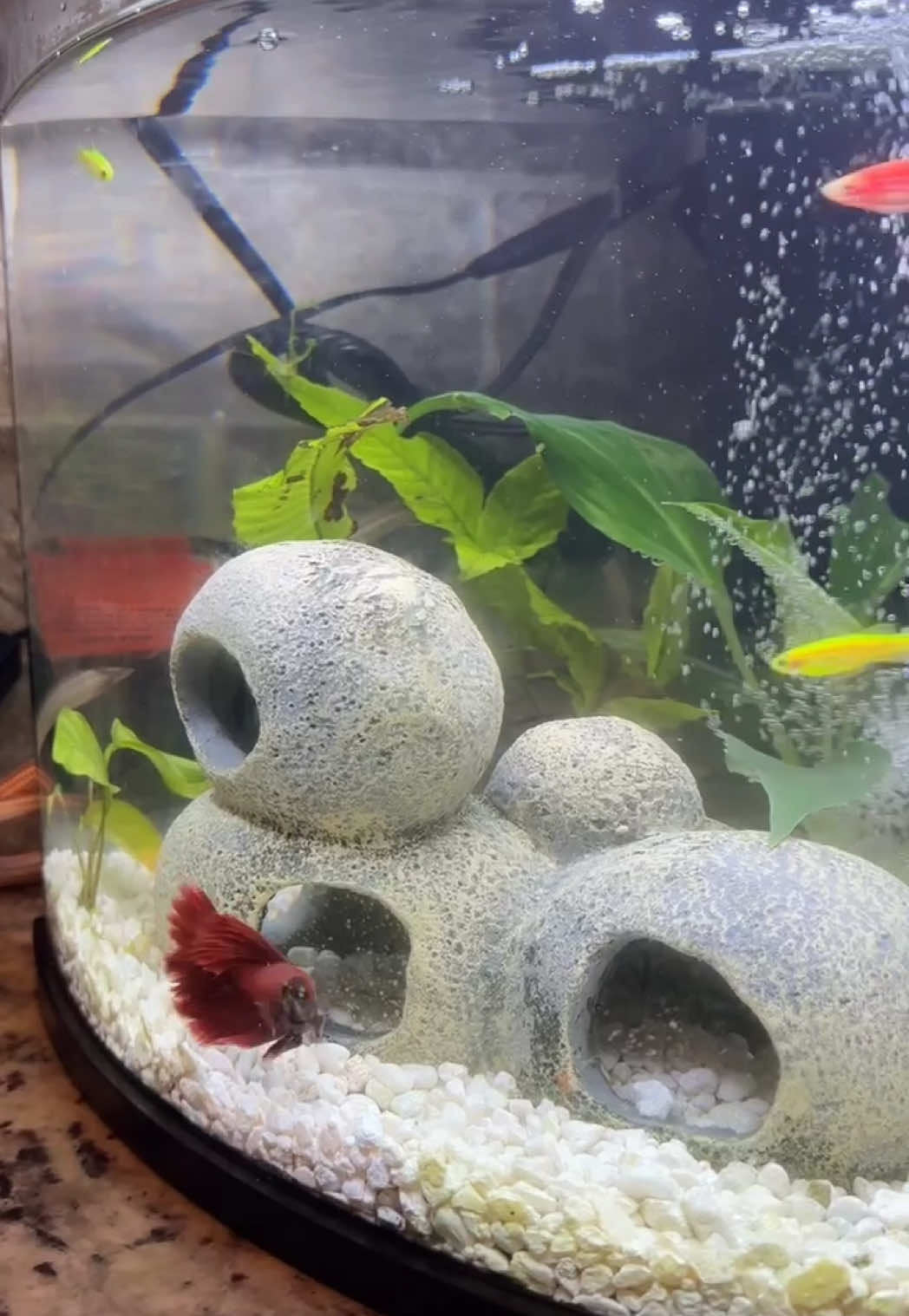 A post by @kiyomileslie on TikTok caption: Hey Guys ! So Life update… we got new fish and I love them ! Lil Red, Glo fish, and shrimpy ! ❤️🤘🏽 #bettafish #aquarium #fishtank #fyp #xyzbcafypシ #fishtok 