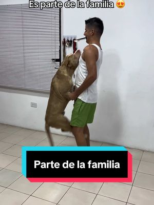A post by @ronaldvallez on TikTok caption: Es parte de la familia 😍