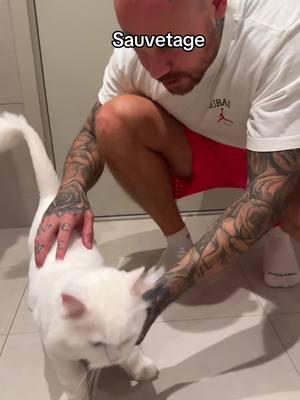 A post by @thewalkinkmum on TikTok caption: Un visiteur imprévu mais tellement beau #amour #chat#sauvetage@karine @𝐓𝐡𝐞𝐖𝐚𝐥𝐤𝐈𝐧𝐤𝐃𝐞𝐚𝐝 