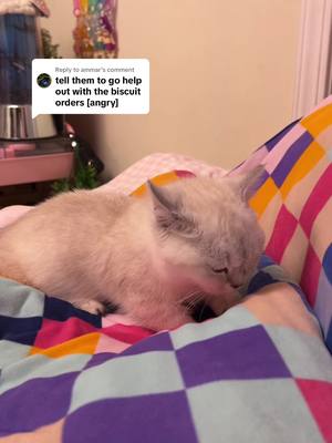 A post by @sunkittencats on TikTok caption: Replying to @ammar they do not care …. goobert looks like she’s about to cry #fyppppppppppppppppppppppp #kitten #catsoftiktok #doobscoobgoob #fypシ゚viral 