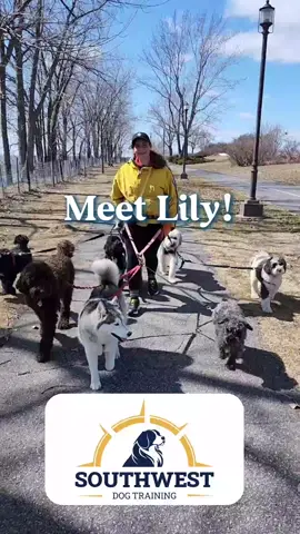 A post by @southwestdogtraining on TikTok caption: We'd love to welcome Lily to our Southwest Team! Bright, Positive and Energetic only scratches the surface of what Lily can bring for your dog training needs!
