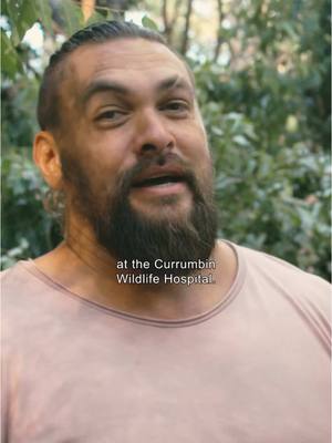 A post by @prideofgypsies on TikTok caption: Did you know that Koalas are now endangered?   As a brand inspired by adventure, @NUII Ice Cream is on a mission to help protect the world’s wildest places and that includes these furry guys!   Come with me and Nuii to Australia as I discover more about the work my favorite ice cream is doing to help koala conservation and keep these marsupials around for future generations.   *All content filmed under supervision of rangers and veterinary professionals at   @Currumbin Wildlife Sanctuary  @Currumbin Wildlife Hospital    #Nuii #Nuiiadventure #NuiiIceCream #KoalaConservation #Conservation #Nature