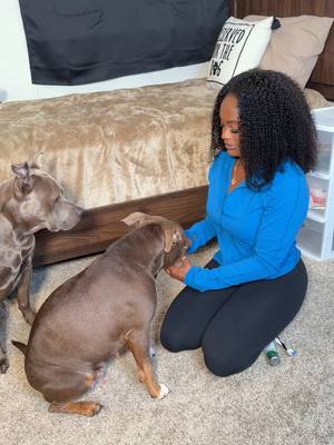 A post by @reignstormpit on TikTok caption: Snoh had swollen mammary glands so I took her too the vet only to find she is experiencing another false pregnancy. 🤍🤕 #dogcare #petcare #falsepregnancy #pseudopregnancy #dogmom 