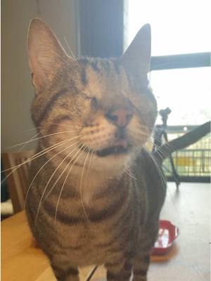 A post by @blind_cat_dmitri on TikTok caption: Blind cat 🥺🩷🐾💐 #blindcat #meow #cute 
