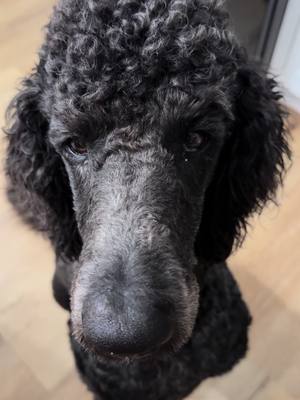 A post by @pepperbellypete on TikTok caption: #dogsoftiktok 