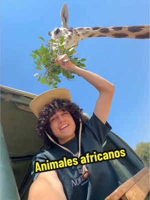 A post by @lagranjadelborrego on TikTok caption: Video completo en YT😈 @AFRICAM SAFARI 