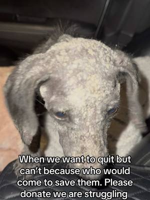 A post by @ragstorichesanimalrescu on TikTok caption: Please consider donating five dollars for five dollar Friday tomorrow we have a $7000 vet bill that we still need to pay and it’s due tomorrow link in bio  Please only follow proper links. There are fake accounts.  PayPal https://www.paypal.me/RTRARinc  Venmo https://venmo.com/u/ragstorichesanimalrescueinc Zelle 8136954829 #puppy #puppylove #puppylover #puppies #puppiesofinstagram #pup #dog #dogsofinstagram #doglifestyle #cute #wisp #wispy #adorable #follow #followus #insta #instagram #staystinky #tampa #florida #tampabay 
