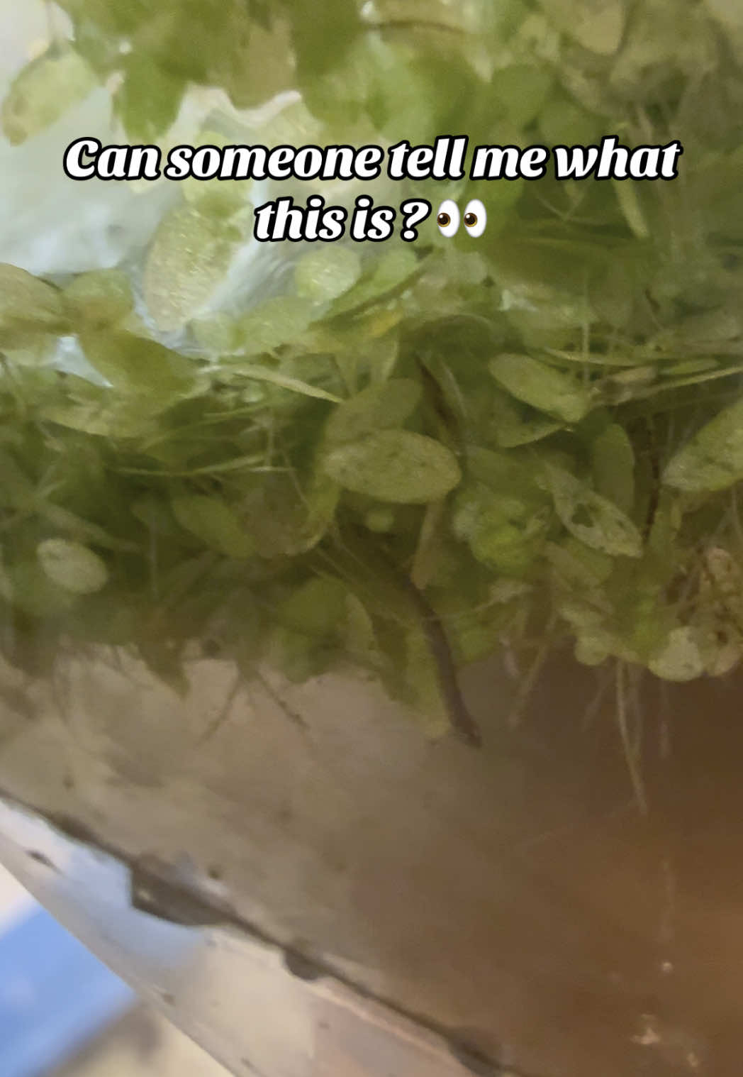 A post by @kiyomileslie on TikTok caption: So I ordered #duckweed for my fish tank and idk what this is in it ?!  HELP !!! 😩🤔👀 #fishing #fish #bettafish #fyp #aquarium #fishtok 