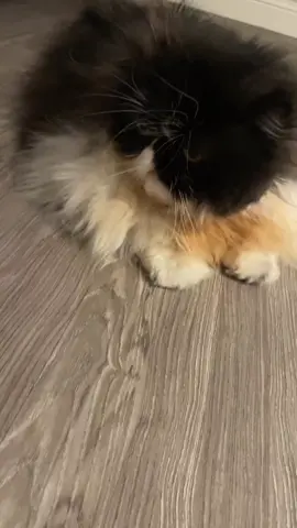 A post by @liseth_leyva on TikTok caption: #explorepage #fyp #parati #Viral #viralvideo #cat #gato #persiancat #flatface #grumpycats 