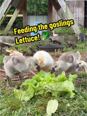 A post by @2guysandsomeland on TikTok caption: “Let-us” feed the Goslings some lettuce! 🥬 🪿 #foryou #goose #gosling #animals #farm #garden #feeding #goose #ducks 