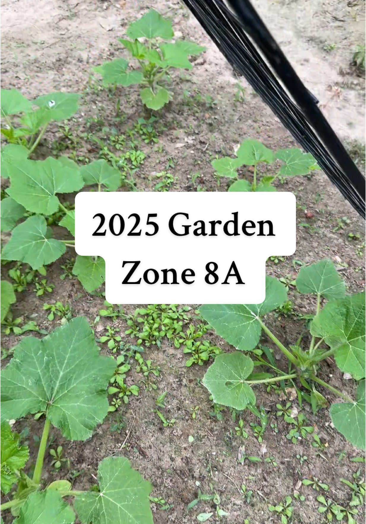 A post by @kaydee_kelly on TikTok caption: 2025 Garden so far! 👩🏼‍🌾  More I want to do and add, help me with ideas for a walkway! #garden #garden2025 #gardenupdate #spring #veggies #texasgarden #mama #gardenwalkway #help #gardening #homestead  