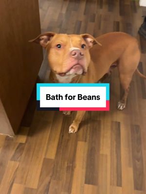 A post by @nashandkash on TikTok caption: Muddy disgusting freezing puddle?!?! Fluff yeah 👍🏾 Wam clean bath water? GTFO -beans bro #nashandkash 