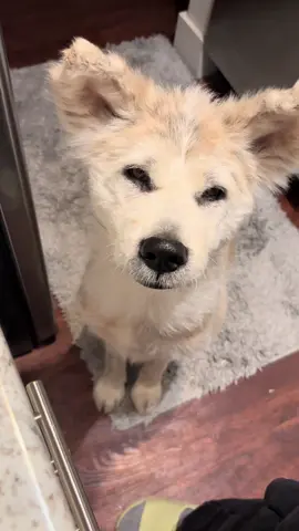 A post by @naokisugarboo on TikTok caption: Mr. #naoki 