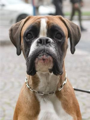 A post by @doggodaiily on TikTok caption: Bruno ❤️🥰 , #caniditorino #dogphotography #boxer