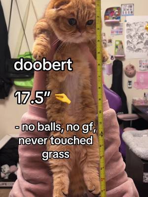 A post by @sunkittencats on TikTok caption: idk i think scoob has an unfair advantage #fyppppppppppppppppppppppp #kitten #catsoftiktok #doobscoobgoob #fypシ゚viral 
