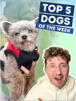 A post by @weratedogs on TikTok caption: Top 5 Dogs of the Week! 5. @summerlogann  4.@Sarah Grooms Dogs  3. @Anni Cummings  2. IG: TSA Update IG: ycsoaz H.M. @Cathy  1. @Dogs4Wildlife  #weratedogs