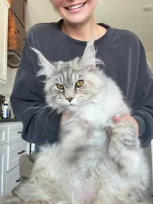 A post by @kallmekris on TikTok caption: Yall keep asking for a Maine Coon Kitten update 🐱 she getting big