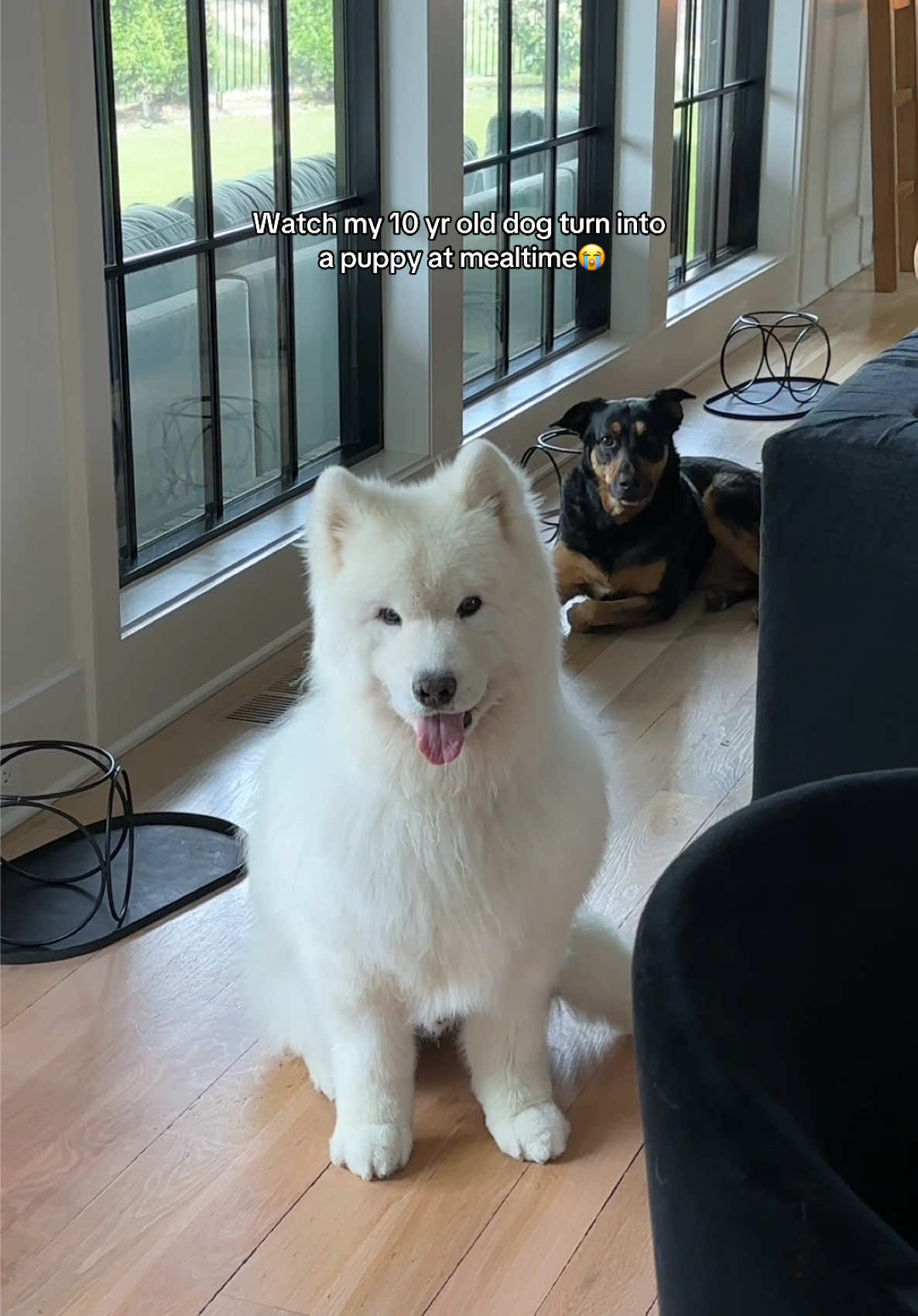 A post by @arielwinter on TikTok caption: Casper and @JustFoodforDogs … a love story 🫶🏼  Seriously the only food I will feed my dogs!! It’s made with fresh, human grade ingredients and as you can see they LOVE the taste. Only the best for my babies!!!🐶🐶🐶 #justfoodfordogs #dogsoftiktok #dogtok 