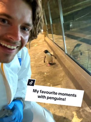 A post by @camwhitnall on TikTok caption: My favourite moments with Penguins 🐧🫶 Happy World Penguin Day!  #penguins #bouldersbeach #wildlife #tiktokforgood #penguin 
