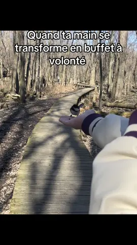 A post by @motherofdragons012020 on TikTok caption: Quand ta main devient une mangeoire à oiseaux 